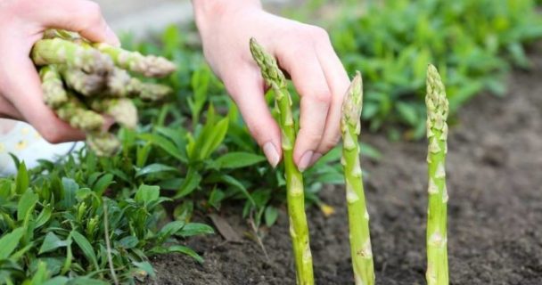 Anchetă privind eventualele nereguli şi fraude legate de trimiterea muncitorilor români, la cules de sparanghel, în Germania