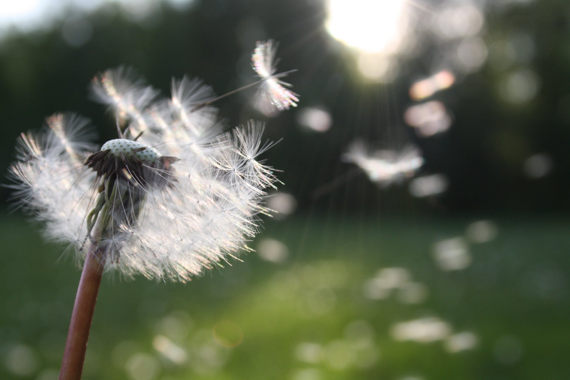 dandelion nature sunlight