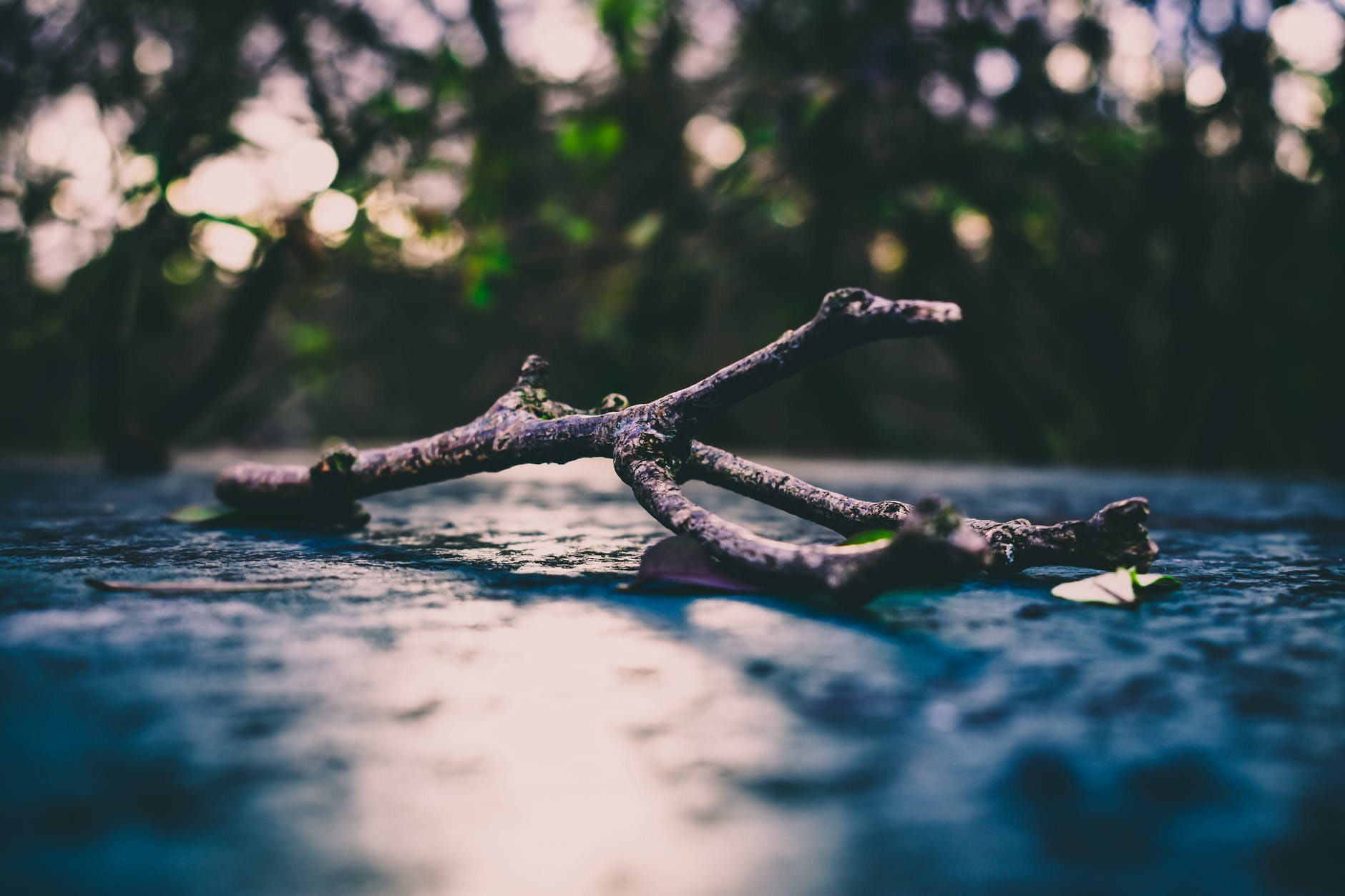 shallow photo of tree branch