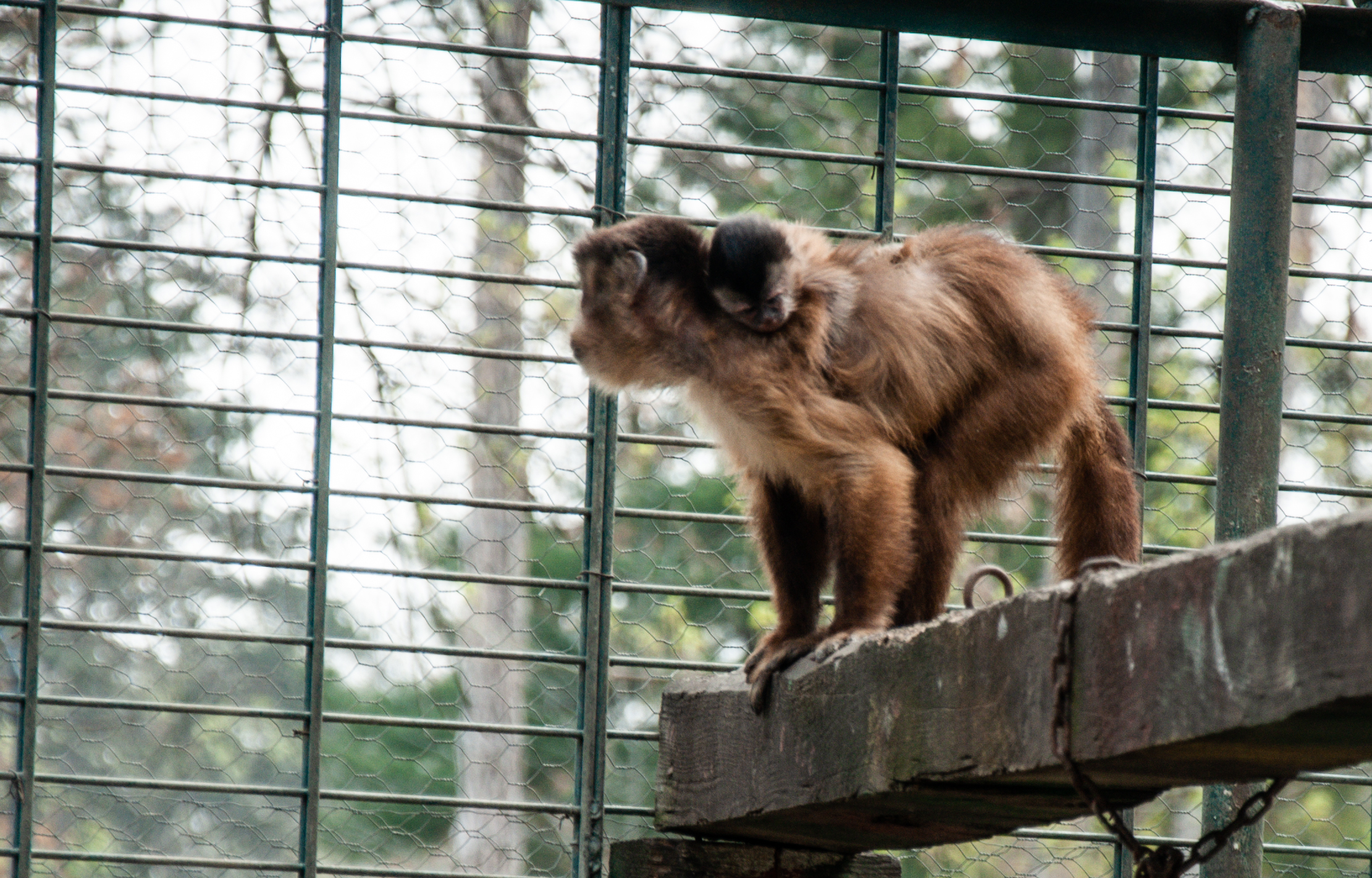 Puiul de capucin, noua atractie din Parcul ”Nicolae Romanescu” din Craiova
