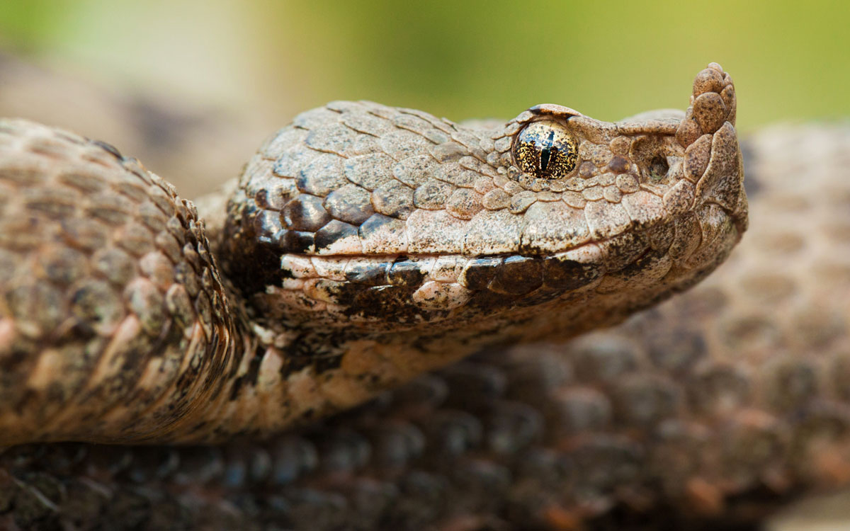 Cioban mușcat de viperă, în Munții Parâng