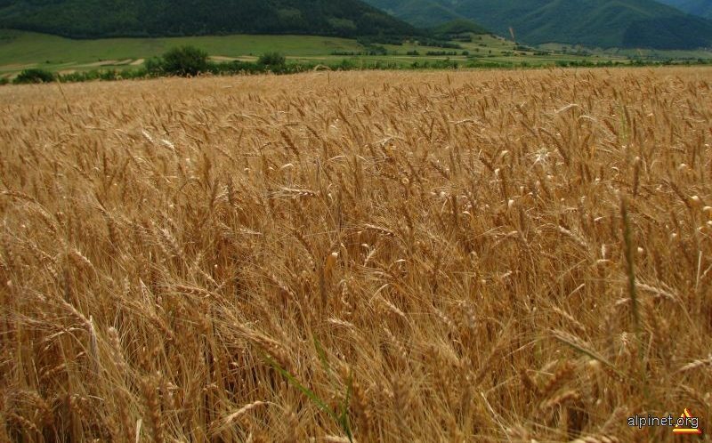 Anul agricol este promiţător