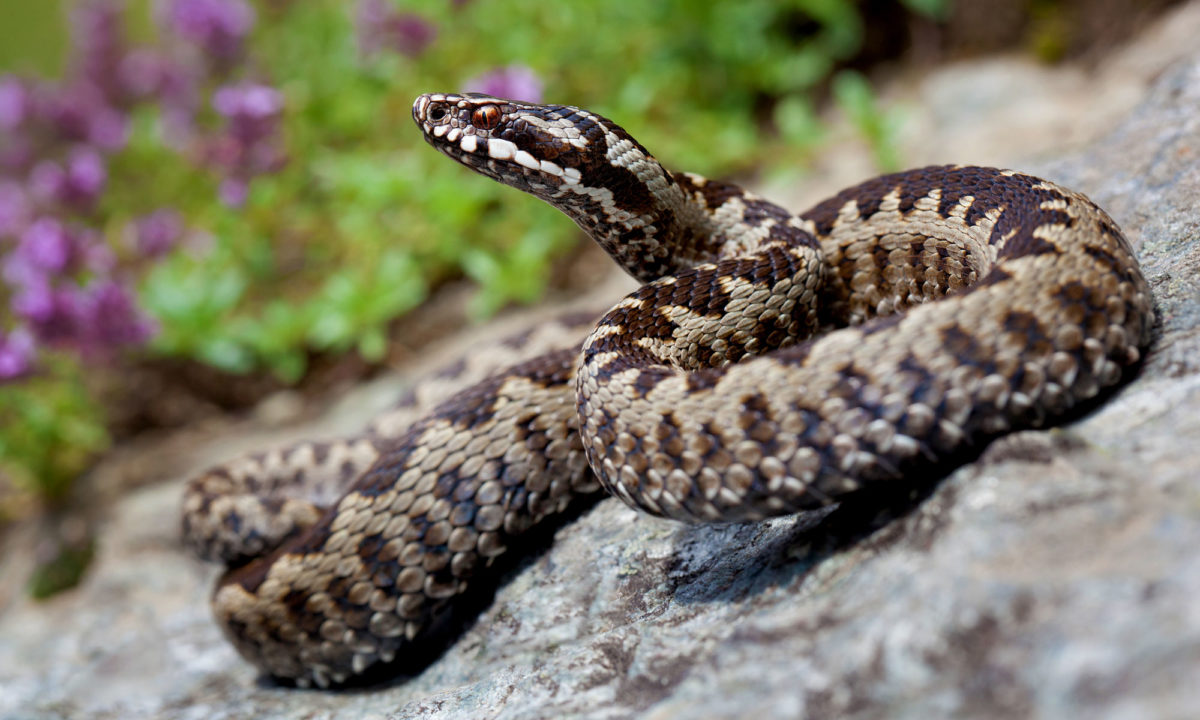 Viperele au ieșit la soare, în Parcul Naţional Cozia. Atenție!