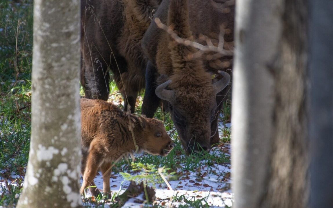 Crește populația de zimbri liberi, din Munții Făgăraș