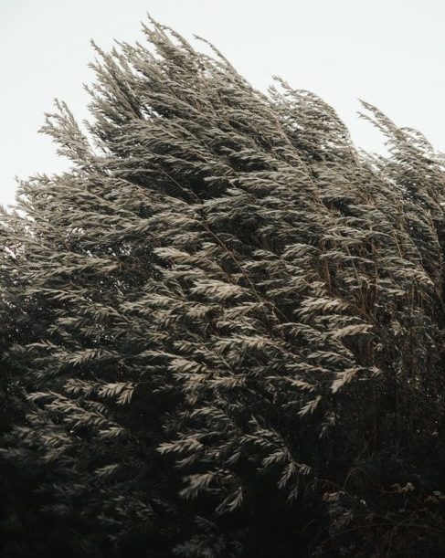 Cod Galben de vreme rea