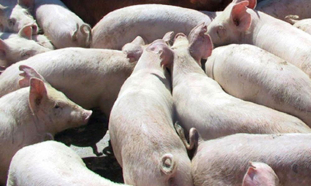 Olt: Pesta porcină africană face ravagii în ferme