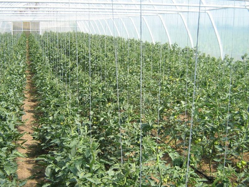 Mai mulți bani pentru cultivatorii de legume în spații protejate