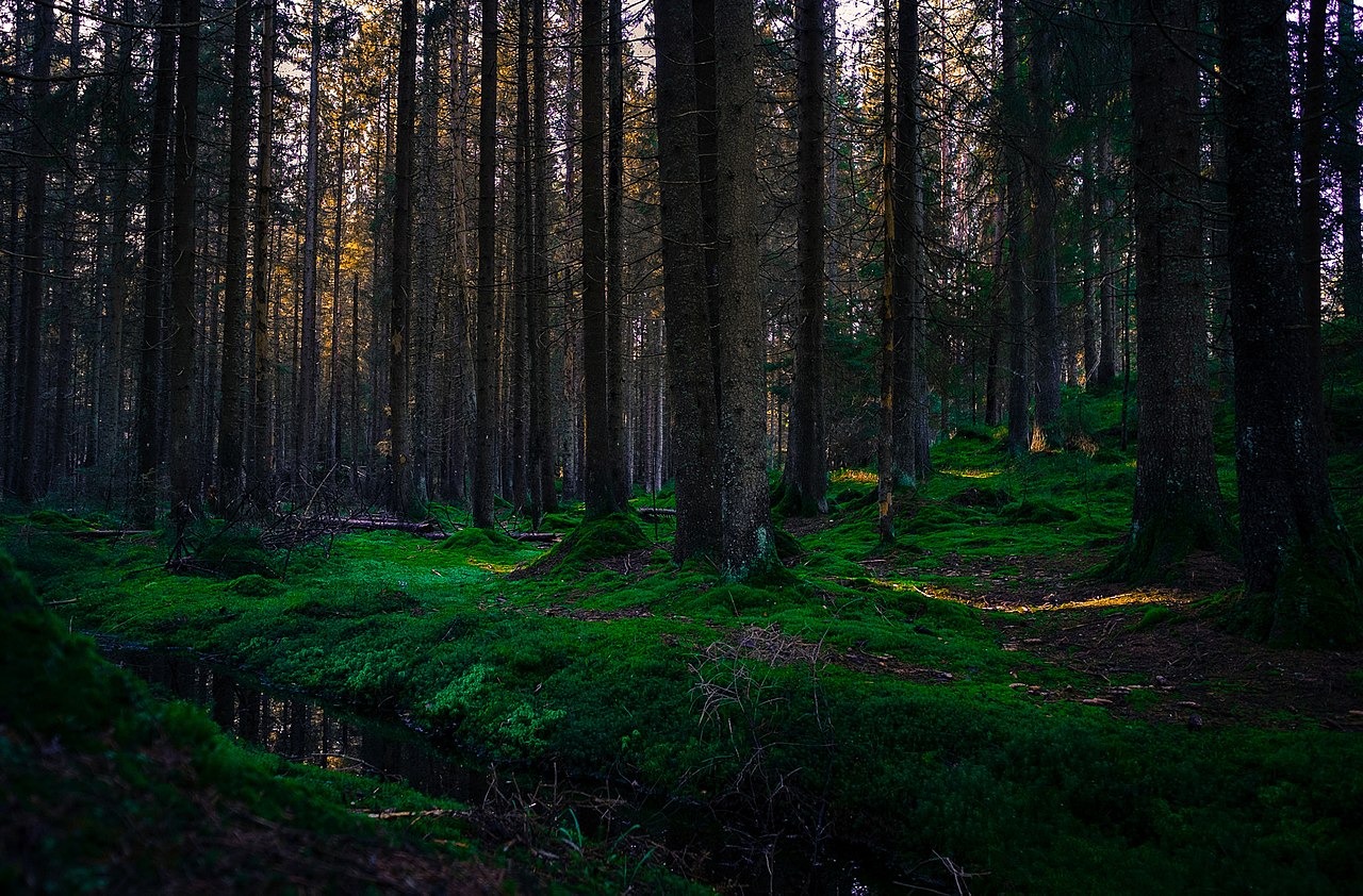 Mehedinți: Bărbatul din Căzănești, care a anunțat că s-a rătăcit în pădure, a fost găsit