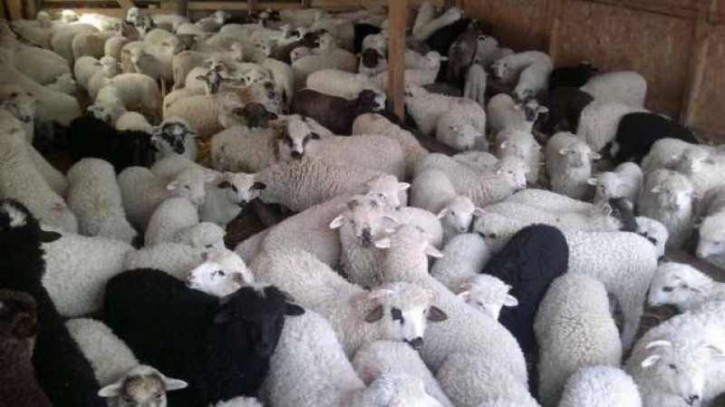 De Paște, carne de miel mai scumpă