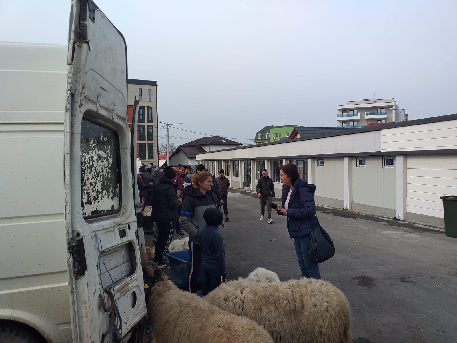 Doljenii care isi doresc carne de miel sau de ied o pot procura direct de la producator la preturi foarte bune din piata Chiriac din Craiova