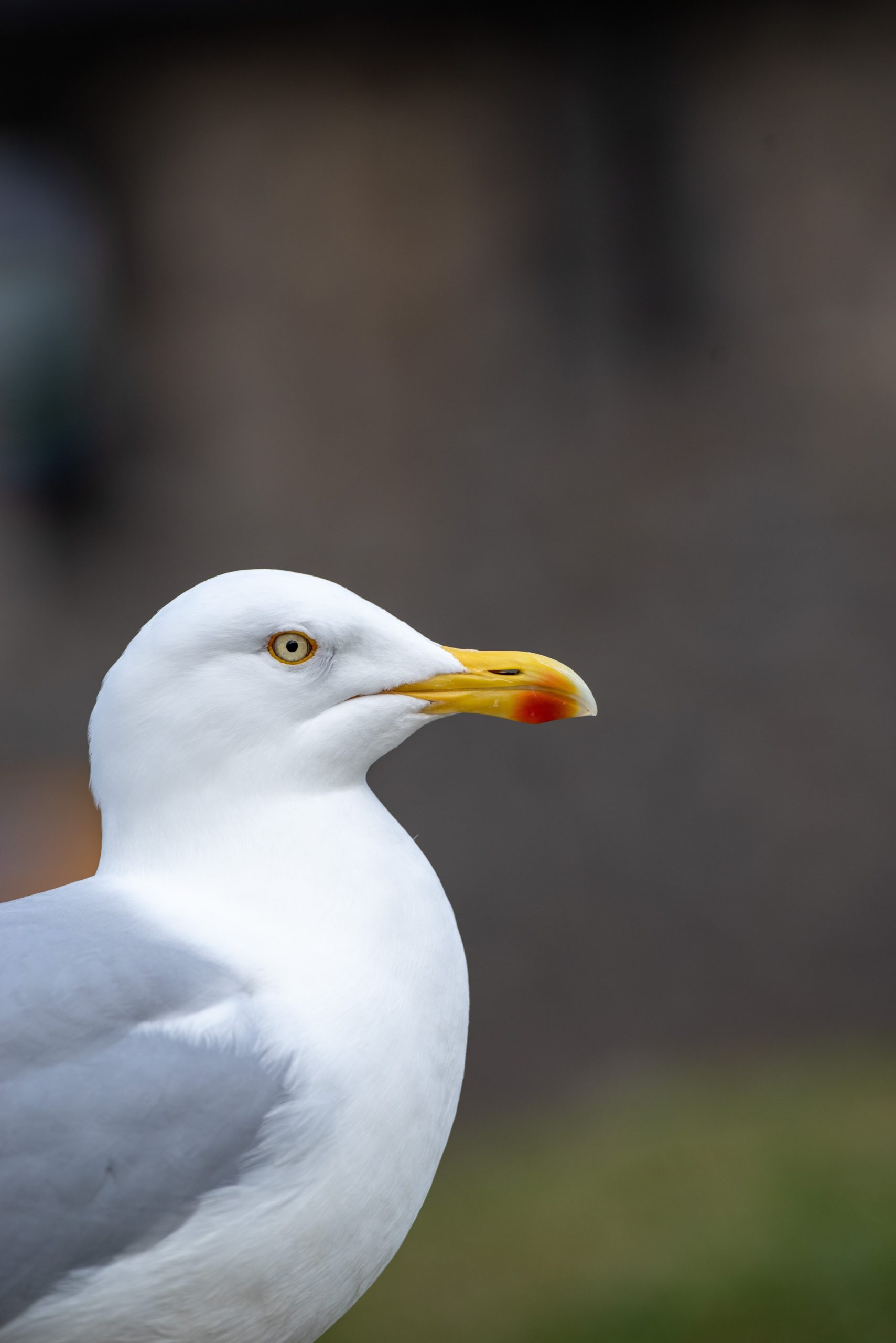 Cum va fi vremea în luna mai? Meteorologii au anunțat la ce temperaturi să ne așteptăm