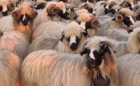 România va cere înregistrarea ca produs agricol a lânii de oaie ţurcană