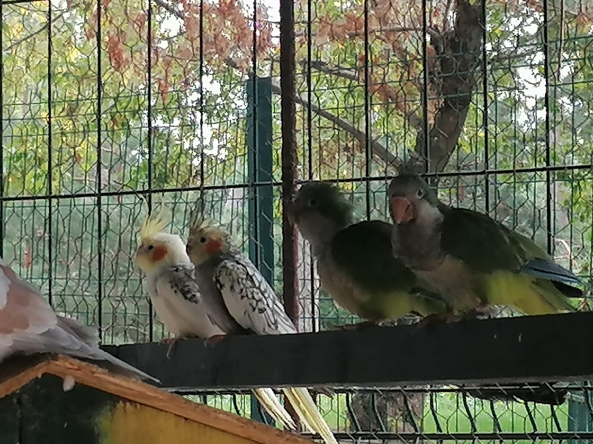 Grădina Zoologică din Craiova se bucură de prezența unor animale noi