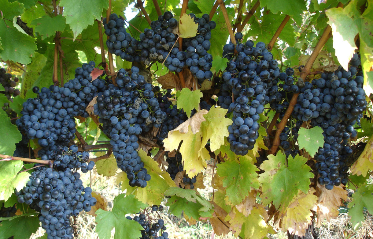 Pieţe şi Târguri Craiova: Strugurii de la producători se vând în Piața Chiriac