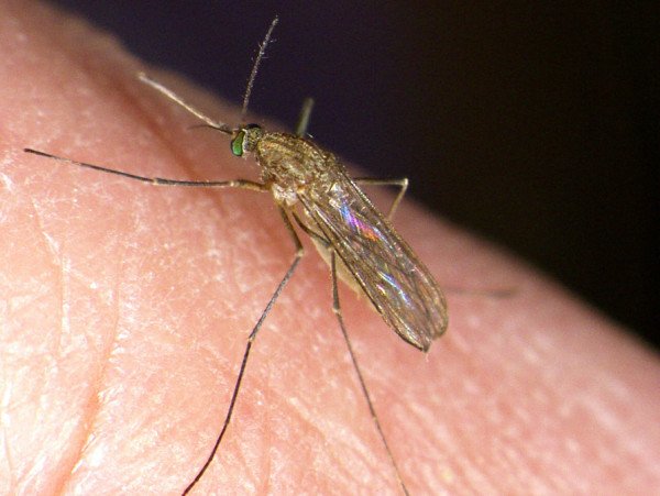 Trei persoane s-au infectat cu virusul West Nile în România în ultima săptămână