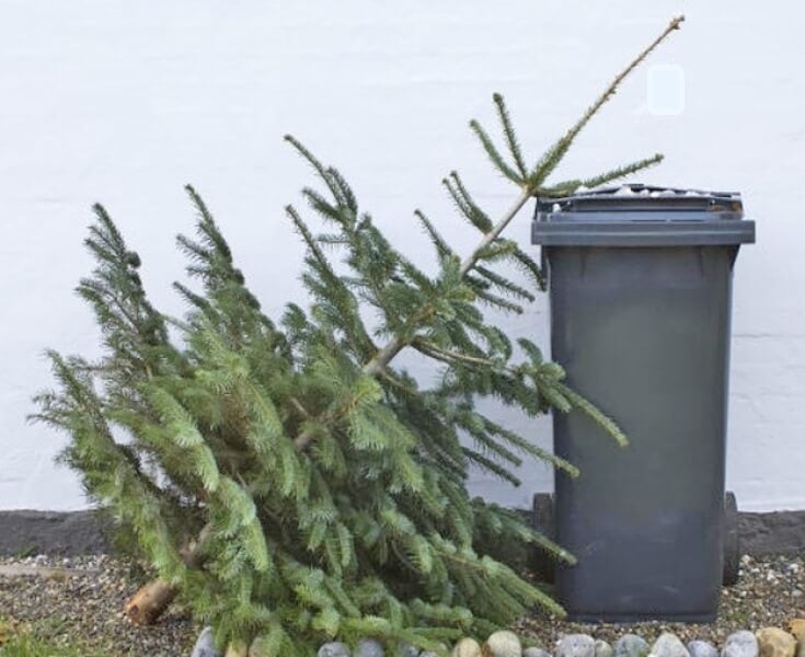 Până pe 20 ianuarie, în Craiova, are loc o acțiune de colectare a brazilor de Crăciun