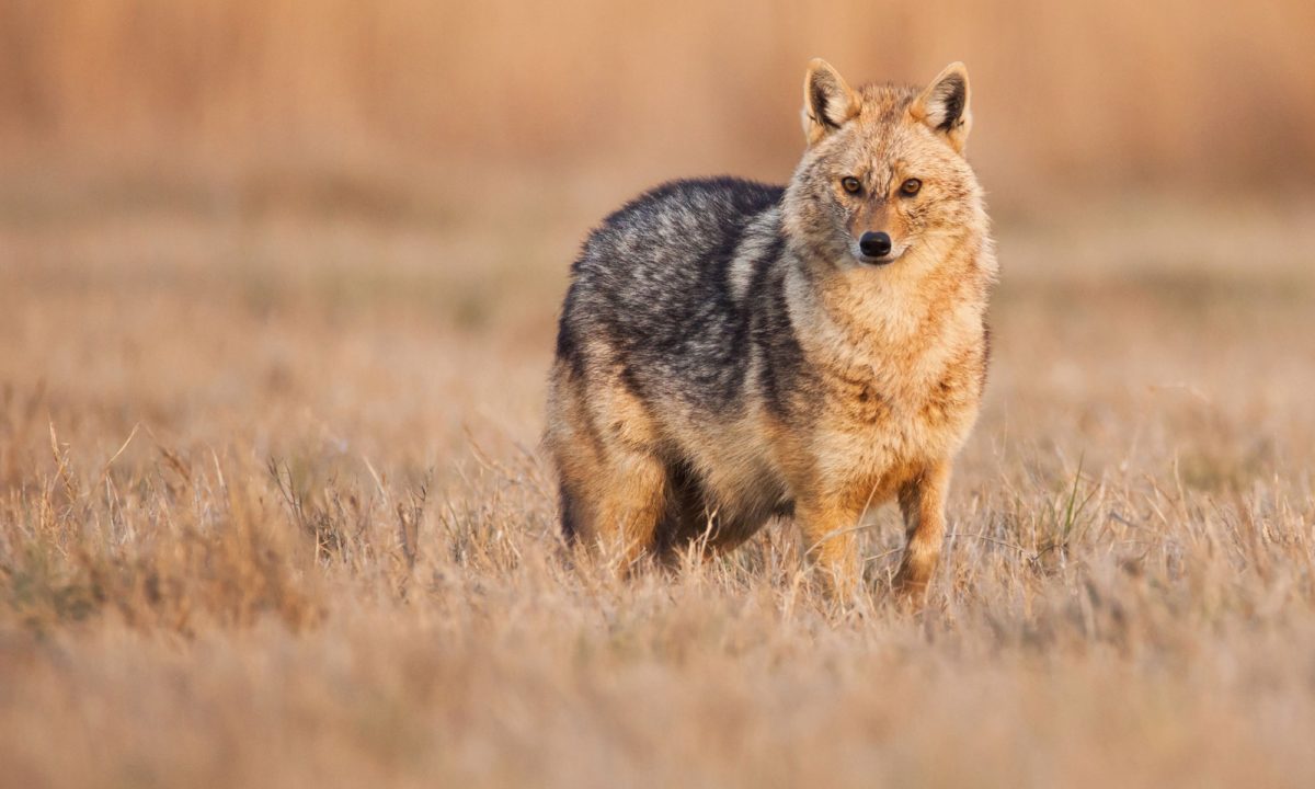 Dolj: Alertă, din cauza șacalilor, în comuna Călărași