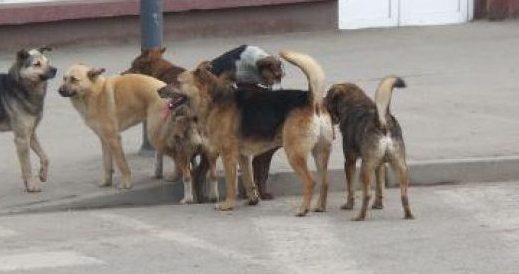 Câinii comunitari, o mare problemă pentru orșoveni