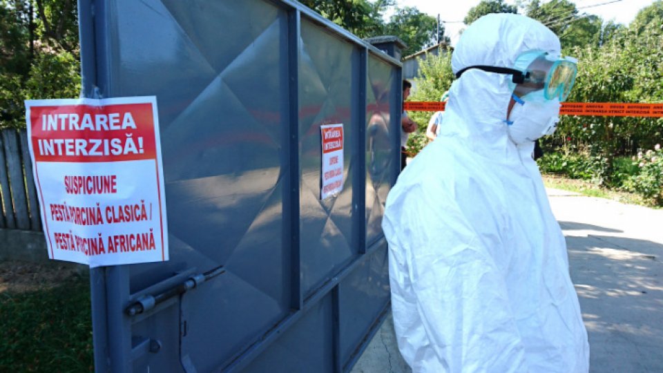 Gorj: 58 de focare de pestă porcină au fost confirmate