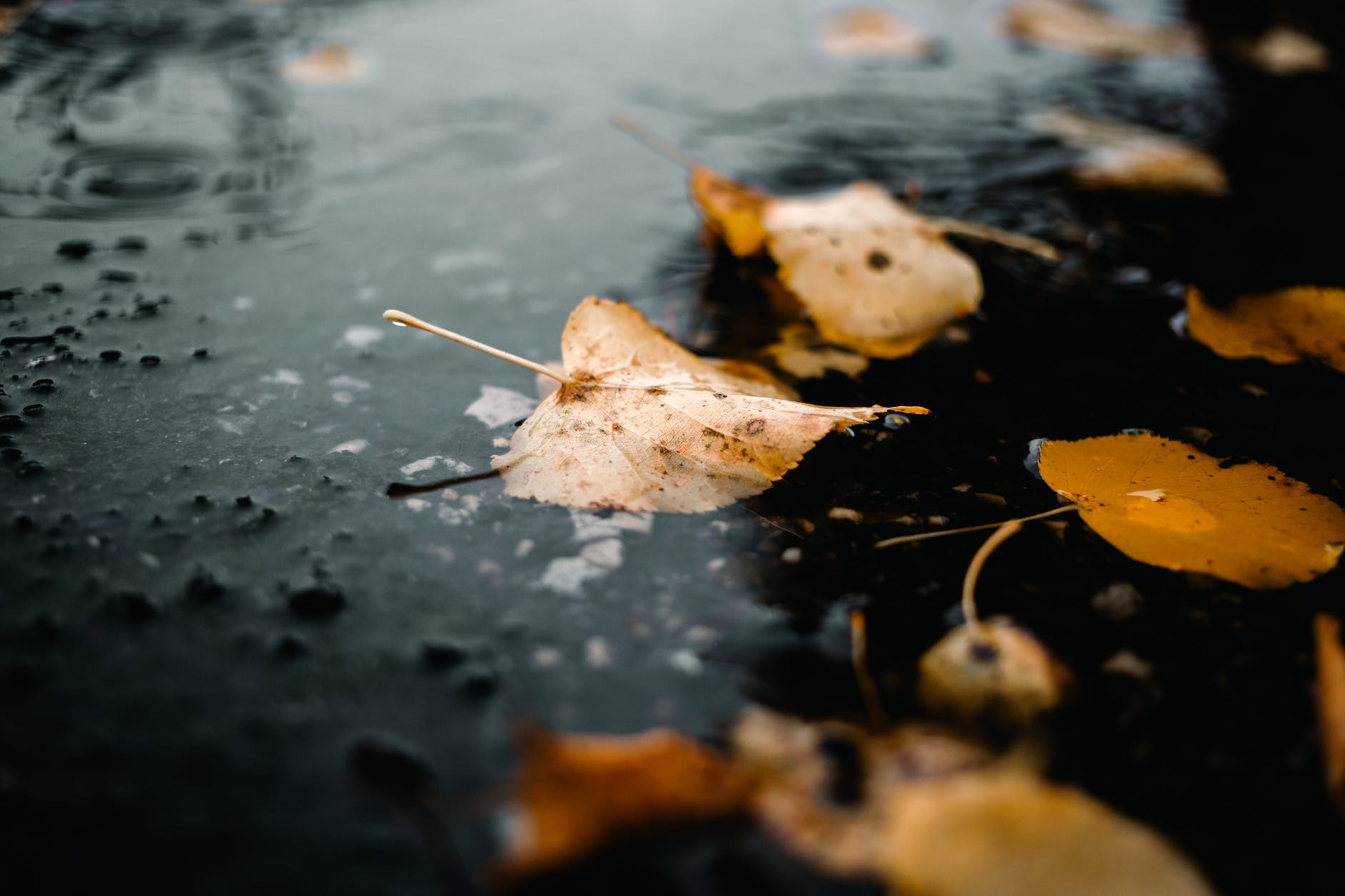 close up of yellow leaves in rain puddle