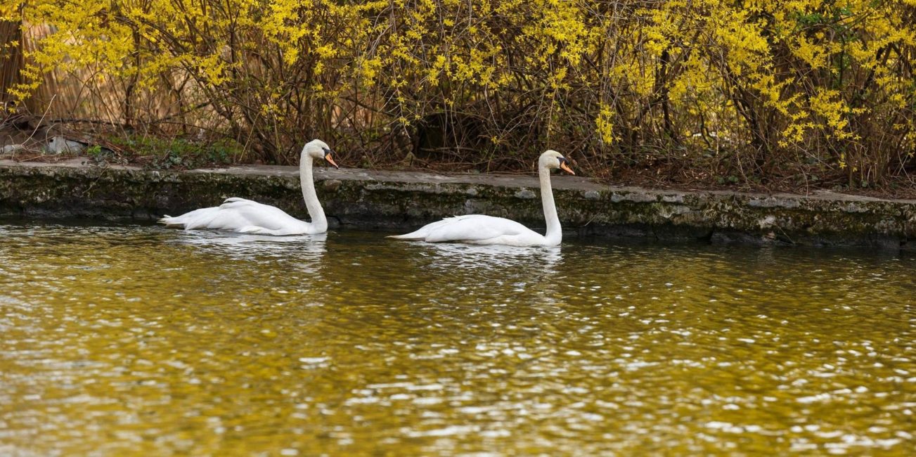 DSVSA Olt: Focar de gripă aviară, la Drăghiceni