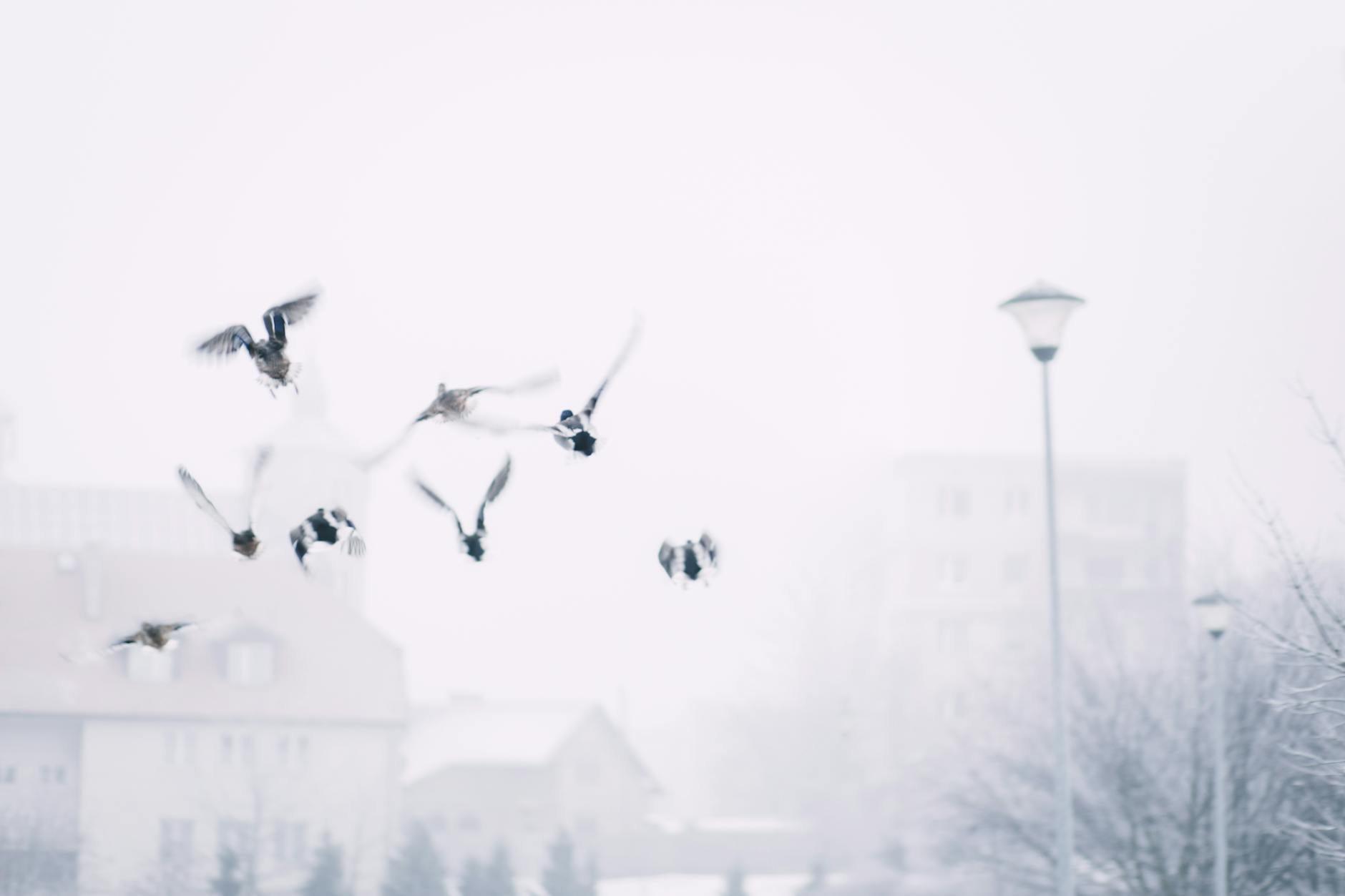 flock of flying birds above street