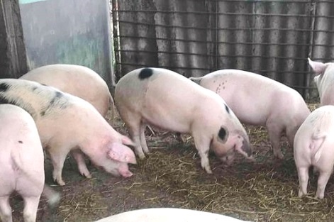 Crescătorii de porci își vor putea sacrifica animalele în gospodărie