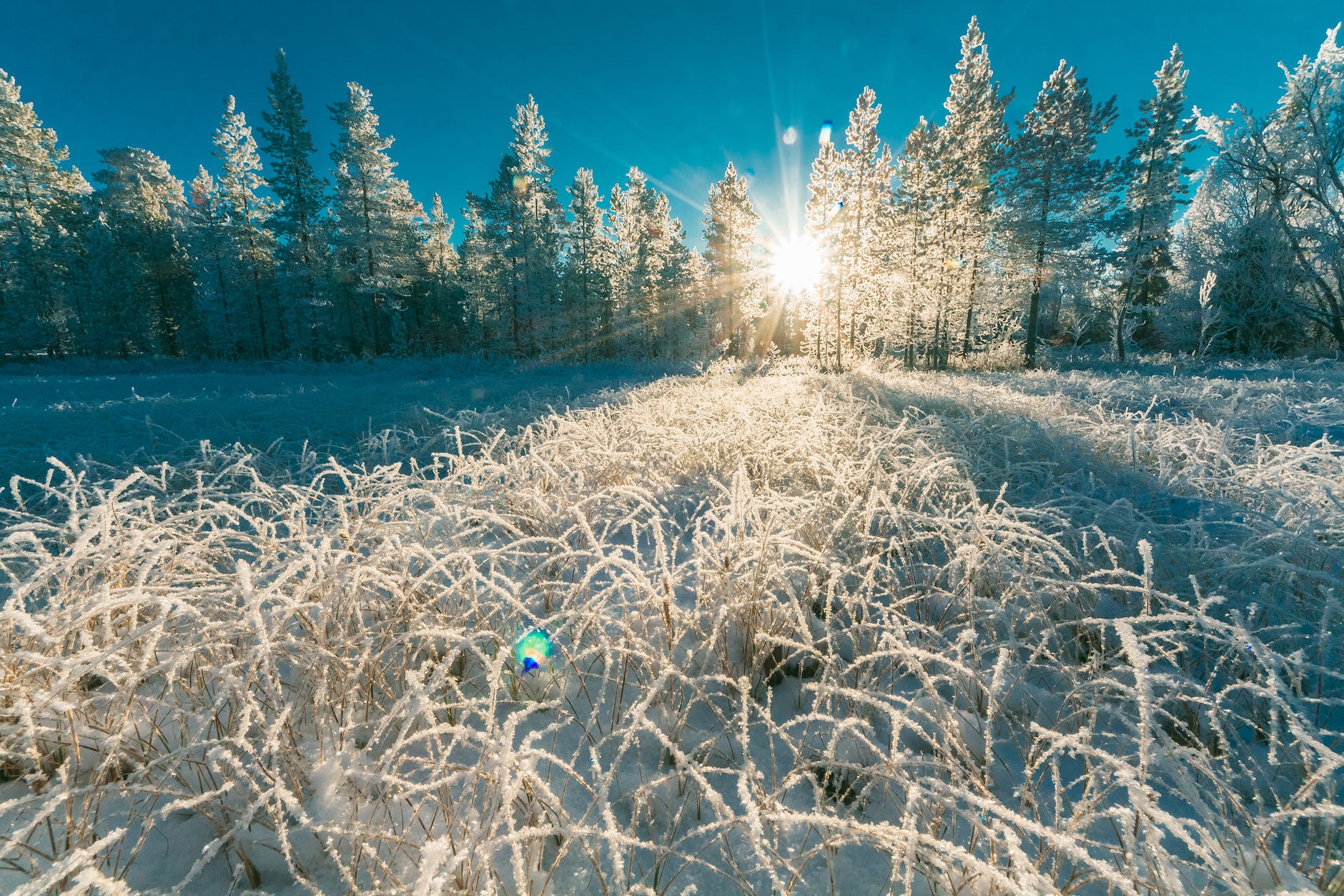 photo of white pine trees
