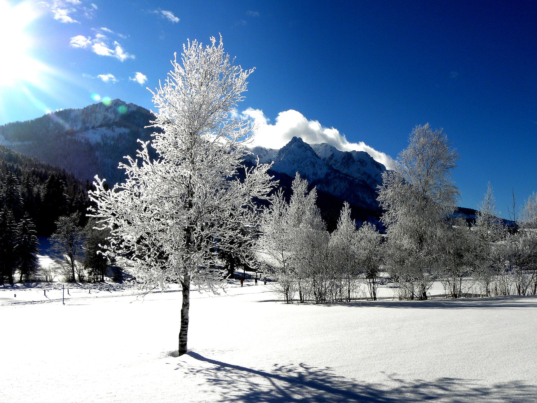 white tree and mountain view