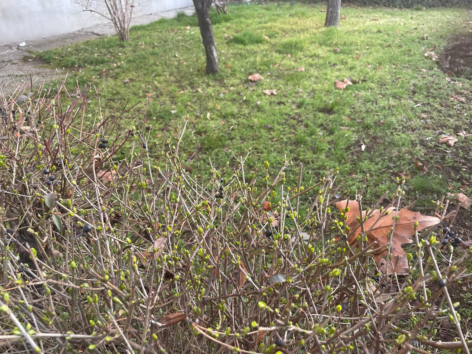 Craiova: RAADPFL a scos la licitaţie un acord-cadru pentru „furnizare de material dendrofloricol pentru anul 2024“