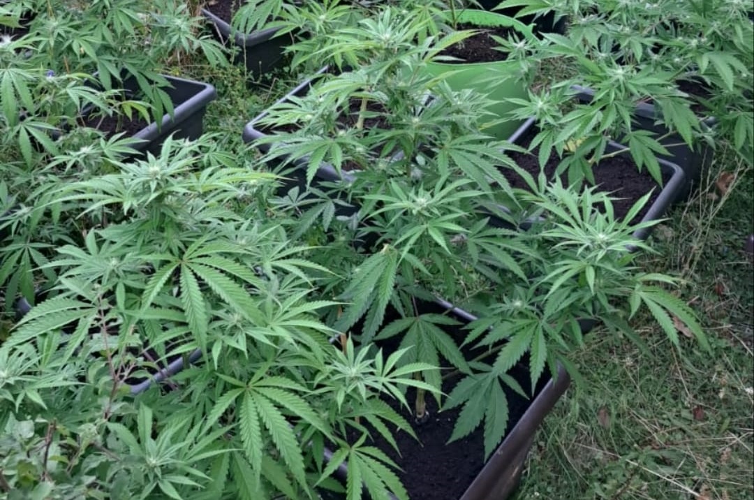 Ucraina a legalizat consumul de canabis, în scop medical