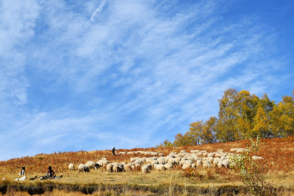 Rută cultural-turistică, în Munții Parâng: ”Drumurile transhumanței ciobanilor novăceni, pe Transalpina”