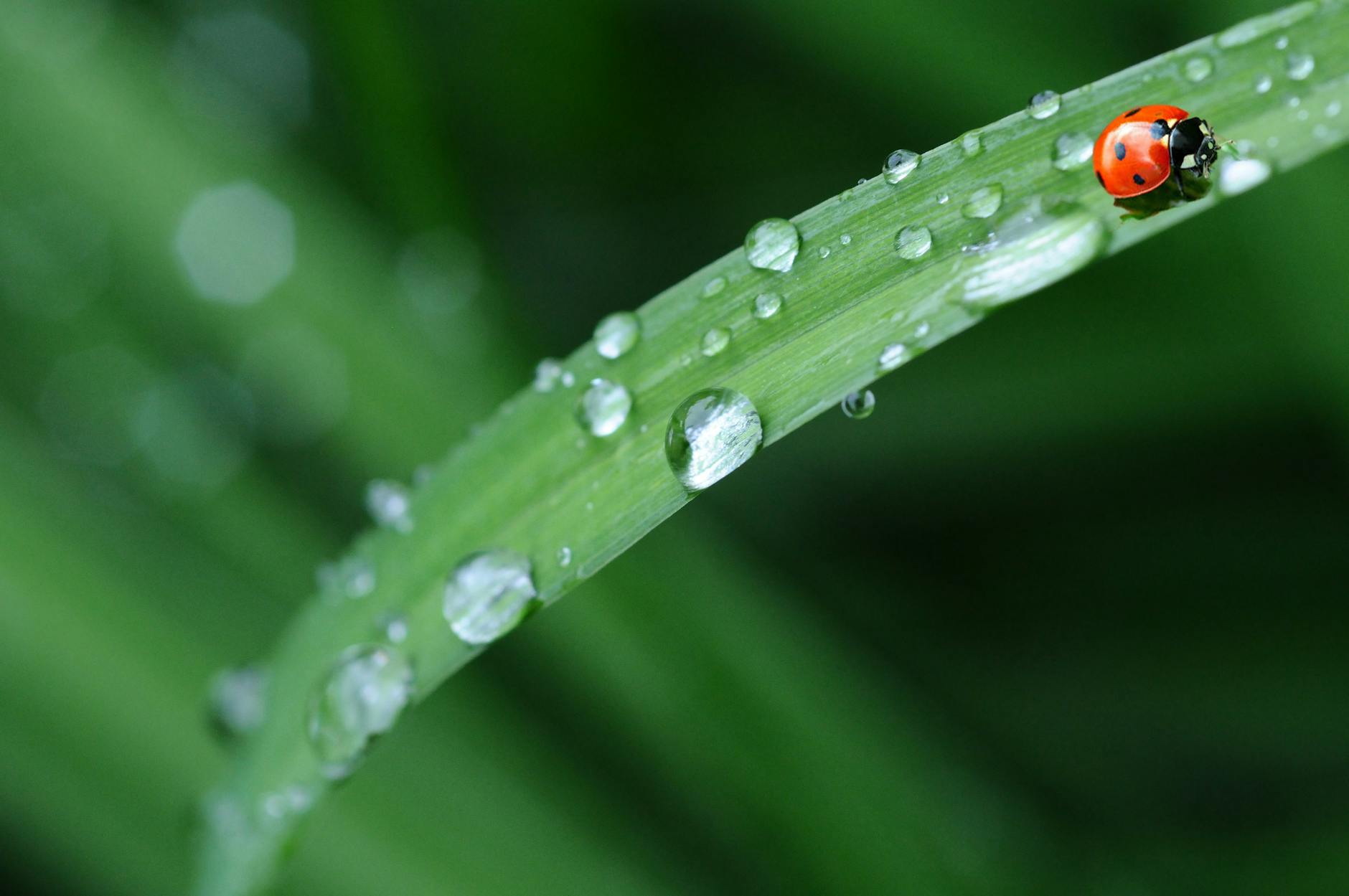 red ladybug in green grass