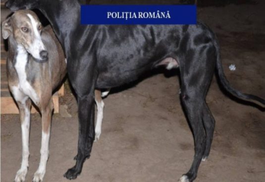 Olt: Amenzi pentru deținătorii de ogari