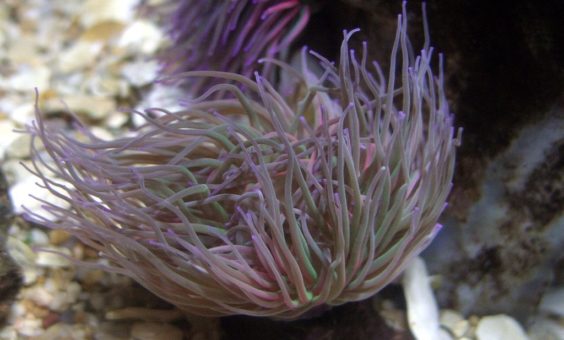 Anemonă toxică în Mediterana