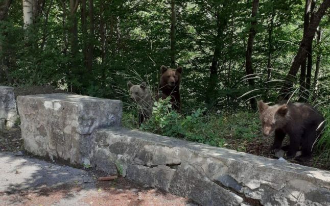 Camera Deputaţilor a fost convocată pentru a adopta o serie de modificări legislative în privința urșilor (AUDIO)