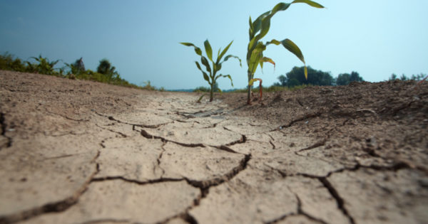 Olt: Fermierii cer declararea județului drept zonă calamitată