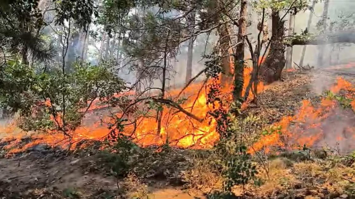 Incendiu într-o pădure din Mehedinți