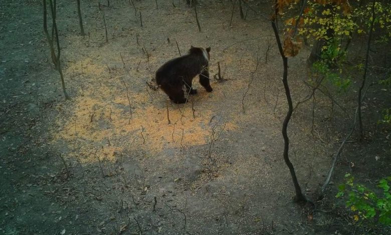 Gorj: Alertă de urs, în comuna Bălești