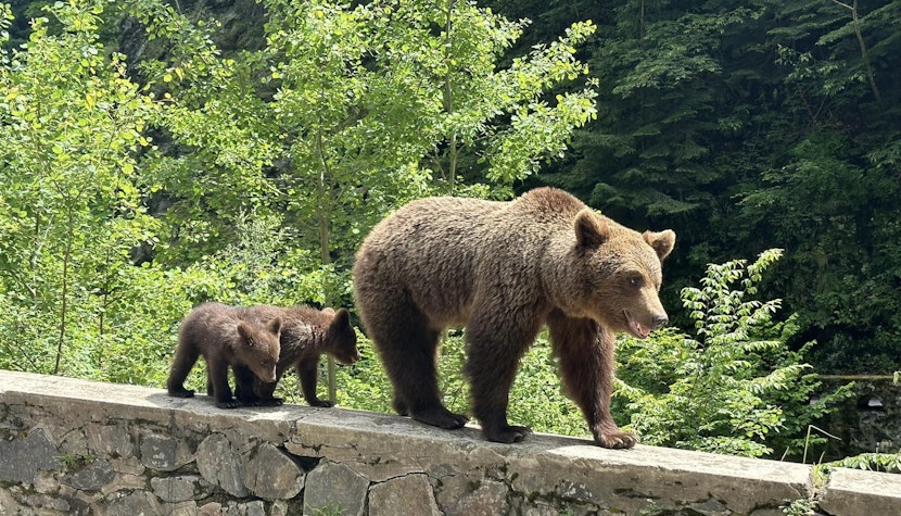 A început relocarea urşilor de pe Transfăgărăşan
