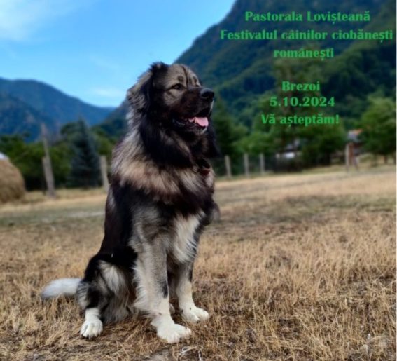Vâlcea: Pastorala Lovișteană – Festivalul Câinilor Ciobănești la Brezoi