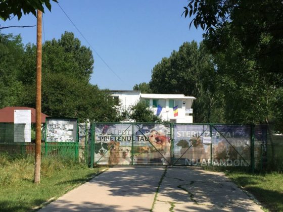 Slatina: activitatea Adăpostului pentru câini a fost suspendată