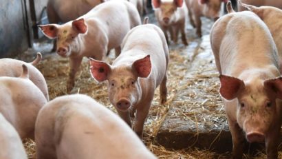Sprijin pentru crescătorii de porci