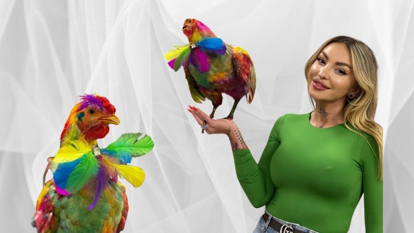 O craioveancă scoate la licitație primul cocoș vopsit profesionist din România