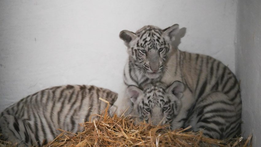 Doi pui de tigru alb, noua atracție de la Zoo Craiova