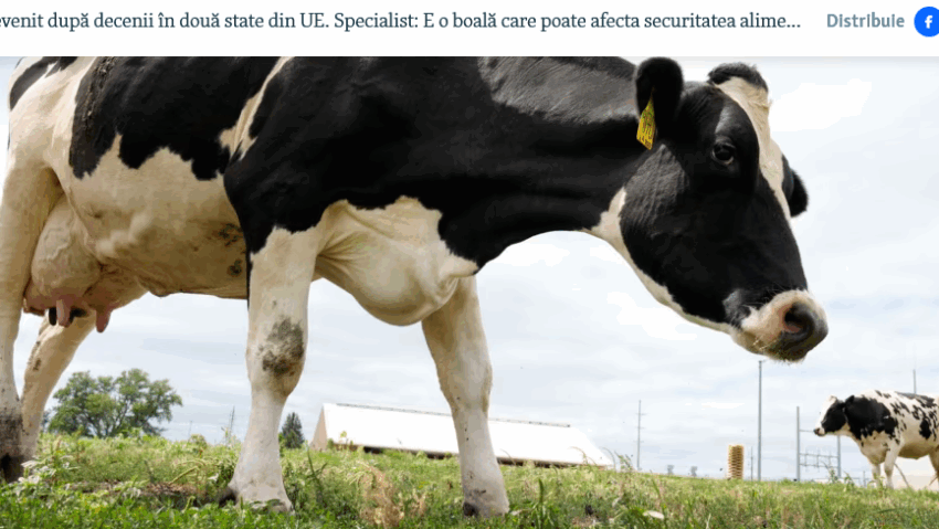 FAO: Europa se confruntă cu cea mai gravă epidemie de febră aftoasă de la începutul secolului