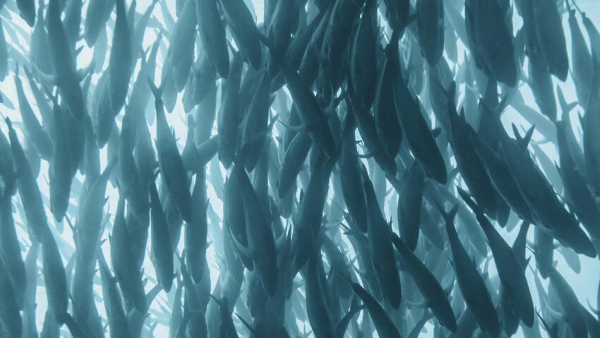 Râul Jiu, populat cu 1.500 kg de pește