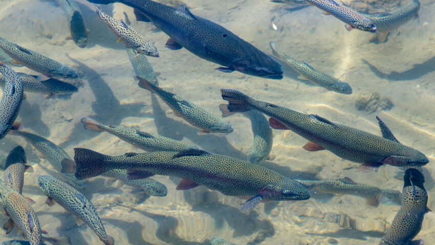 Mii de puieţi de păstrăv vor popula apele din Vâlcea