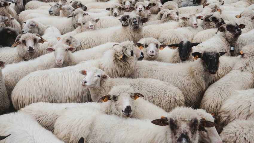 Festivalul „Coborâtul oilor de la munte”, ediția a 33-a, la Baia de Fier