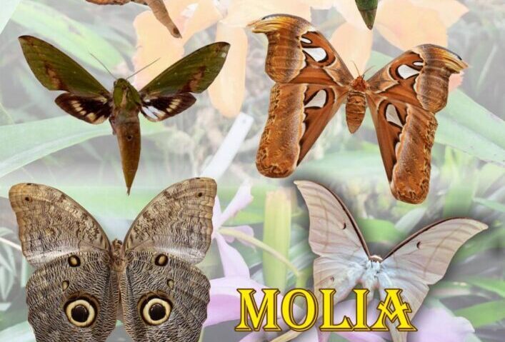 Expoziție spectaculoasă de molii exotice la Muzeul Olteniei Craiova